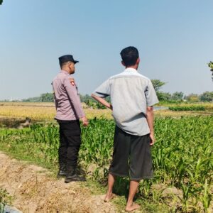 *Polsek Perak Dampingi Petani Jagung, Perkuat Ketahanan Pangan Nasional*