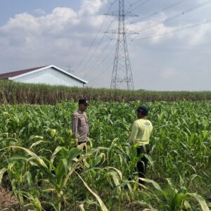 Personel Polsek Bareng Laksanakan Pemantauan Tanaman Jagung Kuartal II Tahun 2026 dalam Mendukung Program Ketahanan Pangan