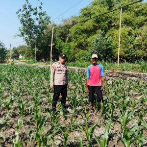 Polsek Ngusikan Dampingi Petani, Pastikan Pertumbuhan Tanaman Jagung Optimal