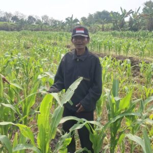 *Personil Polsek Bareng Laksanakan Peninjauan Tanaman Jagung Dukung Program Ketahanan Pangan*