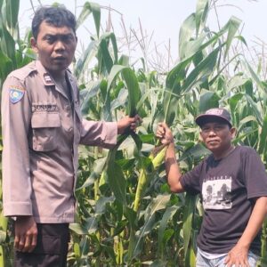 *Dukung Ketahanan Pangan, Polsek Mojowarno melaksanakan Pengecekan Tanaman Jagung*