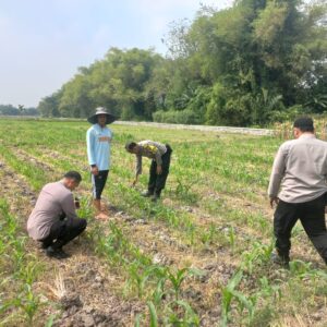 *Polsek Diwek Tinjau Tanaman Jagung Dukung Program Nasional Asta Cita*