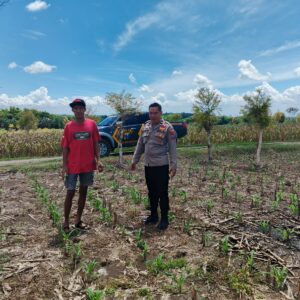 *Bhabinkamtibmas Polsek Ngusikan Lakukan Peninjauan Tanaman Jagung Dalam Rangka Mendukung Ketahanan Pangan*