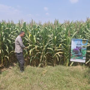 Bhabinkamtibmas Polsek Mojoagung Tinjau Lahan Jagung di Desa Betek