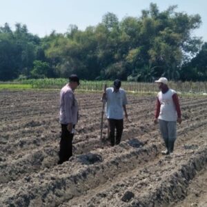 Polres Jombang Optimalkan Ketahanan Pangan melalui Pendampingan Tanaman Jagung