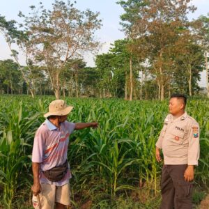 Polres Jombang Lakukan Pemantauan Tanaman Jagung dalam Mendukung Ketahanan Pangan Nasional