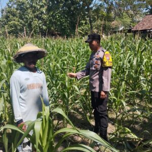 Peninjauan Lahan Tanaman Jagung dalam Rangka Ketahanan Pangan