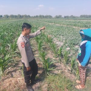 *Pengecekan Lahan Tanaman Jagung dalam Rangka Mendukung Ketahanan Pangan*