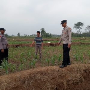 *Polsek Bareng Laksanakan Pemantauan Tanaman Jagung Kuartal III Tahun 2026 Dukung Program Ketahanan Pangan*