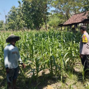 *Bhabinkamtibmas Polsek Plandaan Dampingi Warga Dukung Ketahanan Pangan*
