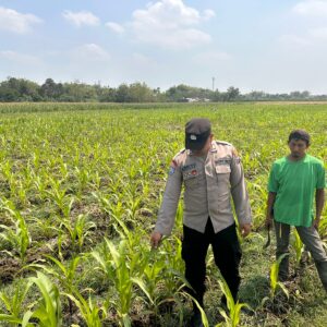 **Bhabinkamtibmas Polsek Ngoro Dampingi Petani dalam Peninjauan Tanaman Jagung untuk Mendukung Ketahanan Pangan**