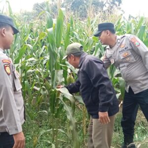 **Wujudkan Swasembada Pangan, Polres Jombang Libatkan Bhabinkamtibmas Pantau Tanaman Jagung**