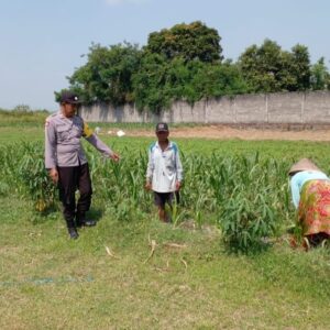 **Polsek Ngoro Laksanakan Pengecekan Lahan Pertanian Jagung dalam Mendukung Program Swasembada Pangan Nasional*