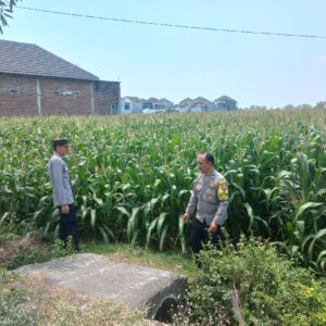 *Polsek Diwek Polres Jombang Laksanakan Peninjauan Tanaman Jagung Dukung Program Nasional Asta Cita*