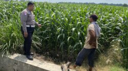 *Anggota Polsek Mojoagung Dukung Ketahanan Pangan melalui Peninjauan Lahan Jagung*