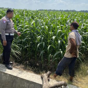 *Anggota Polsek Mojoagung Dukung Ketahanan Pangan melalui Peninjauan Lahan Jagung*