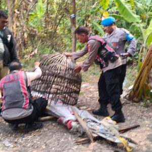 *Respon Laporan Warga, Polresta Sidoarjo Bongkar Arena Sabung Ayam di Dua Lokasi*