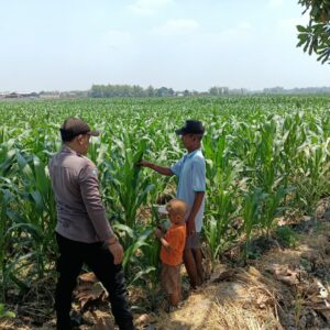 *Panit Binmas Polsek Ploso Laksanakan Pemantauan Tanaman Jagung dalam Mendukung Program Ketahanan Pangan*