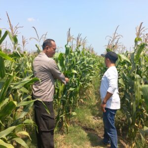 *Bhabinkamtibmas Polsek Diwek Bersama Ketua Poktan Tinjau Tanaman Jagung di Desa Keras*