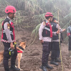 *Unit Polsatwa Ditsamapta Polda Sumbar Turunkan K9 Spesifikasi SAR Telusuri Jalur Air Bah*