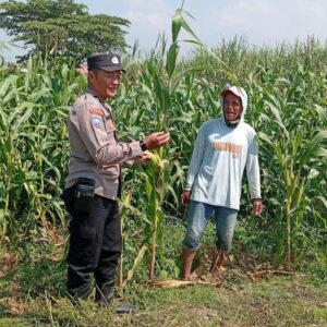*Kanit Binmas Polsek Kudu Laksanakan Pembinaan Petani Jagung Dukung Swasembada Pangan*