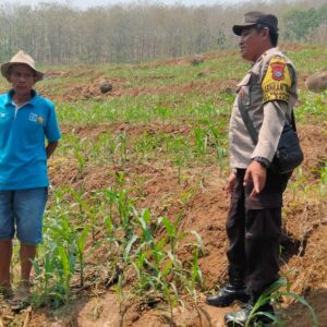 *Bhabinkamtibmas Lakukan Pengecekan Tanaman Jagung di Desa Ngampungan Kec. Bareng Kab. Jombang*  Dalam rangka mendukung program ketahanan pangan nasional, personel Polsek Bareng Polres Jombang melaksanakan kegiatan pemantauan dan pengecekan tanaman jagung kuartal III tahun 2026 di wilayah Desa Ngampungan, Kecamatan Bareng, Kabupaten Jombang, pada Senin, (28/9/2026).  Kegiatan tersebut dilaksanakan sebagai bentuk dukungan Polri terhadap program Ketahanan Pangan Asta Cita, sekaligus untuk memastikan perkembangan sektor pertanian di wilayah Kecamatan Bareng dapat terpantau dengan baik.  Dalam kegiatan pemantauan tersebut, personel Polsek Bareng melakukan pengecekan terhadap lahan pertanian milik Juwari, warga Desa Ngampungan, Kecamatan Bareng. Adapun lahan yang ditanami merupakan lahan baku sawah dengan luas kurang lebih *9.800 m.  Tanaman jagung yang dibudidayakan menggunakan jenis benih Bisi 18, dengan kebutuhan bibit sebanyak 21 kilogram. Tanaman tersebut mulai ditanam pada 15 September 2026 dan diperkirakan memasuki masa panen pada 25 Desember 2026..  Melalui kegiatan pemantauan tersebut, Polsek Bareng Polres Jombang terus berupaya menjalin sinergi dengan masyarakat, khususnya para petani, dalam mendukung keberlangsungan produksi pertanian serta program ketahanan pangan di wilayah Kabupaten Jombang.  Polsek Bareng Polres Jombang berkomitmen untuk terus mendukung program Ketahanan Pangan Asta Cita sebagai bagian dari upaya mewujudkan swasembada pangan, khususnya di wilayah Kabupaten Jombang.