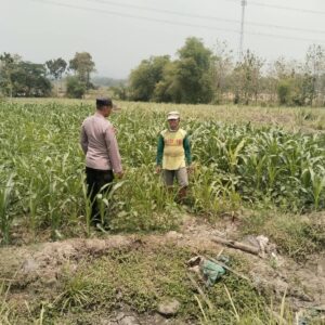 *Polsek Bareng Pantau Tanaman Jagung, Dukung Program Ketahanan Pangan*