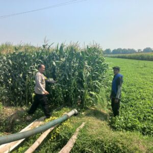 *Kanit Binmas Polsek Diwek Tinjau Tanaman Jagung, Dukung Program Ketahanan Pangan*