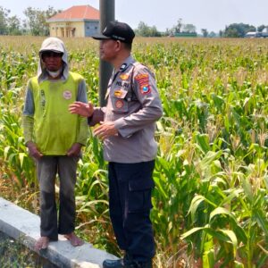Bhabinkamtibmas Pantau Tanaman Jagung, Dukung Swasembada Jagung Nasional