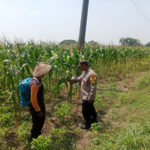 *Bhabinkamtibmas Polsek Plandaan Monitoring Tanaman Jagung, Dukung Ketahanan Nasional*