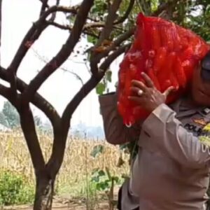 *Bahu-Membahu di Ladang Jagung, Jajaran Polresta Malang Kota Bersama Warga Wujudkan Ketahanan Pangan*