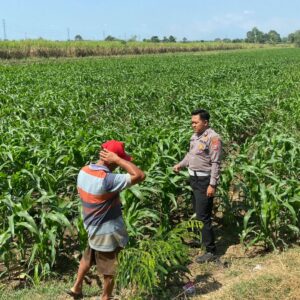 *Bhabinkamtibmas Desa Karangwinongan Laksanakan Pengecekan Ketahanan Pangan Sektor Pertanian Jagung*