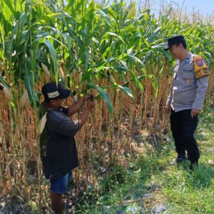 Anggota Polsek Tembelang Laksanakan Peninjauan Lahan Pertanian Jagung untuk Mendukung Ketahanan Pangan