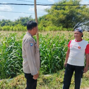 *Polsek Ngusikan Laksanakan Pengecekan Tanaman Jagung Dalam Rangka Mendukung Ketahanan Pangan*